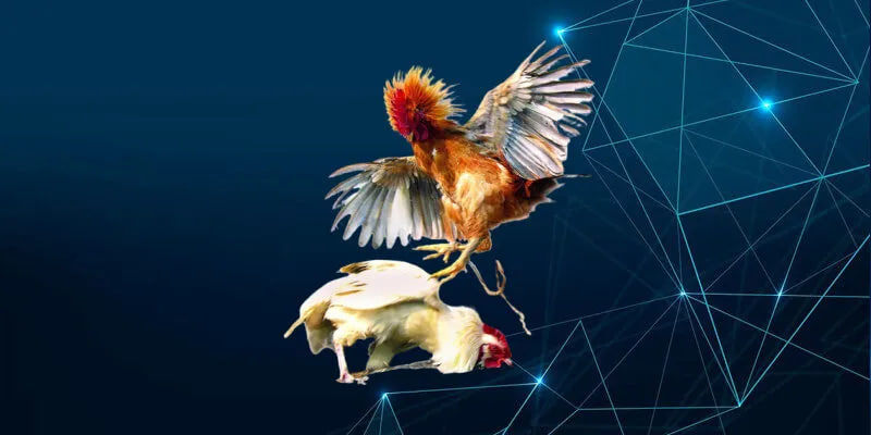 Cách thức hoạt động của đá gà thomo 88ee