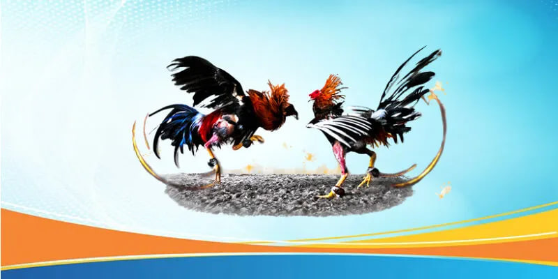 Lợi ích của Đá gà trực tiếp tại nhà cái 88ee