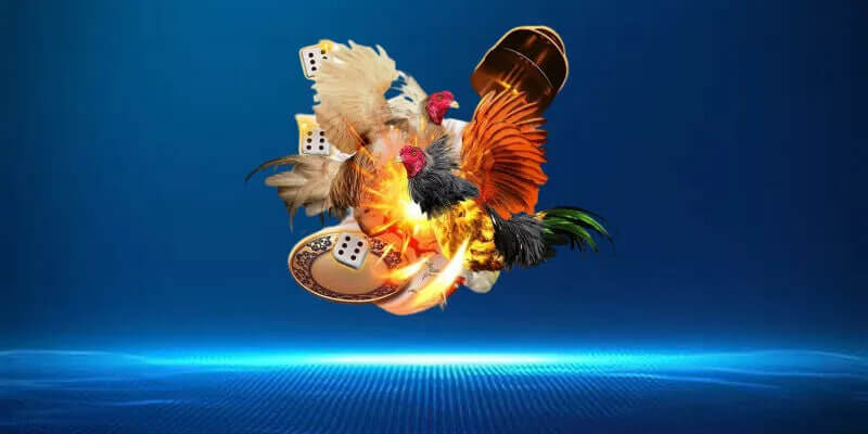 Lịch sử và nguồn gốc của đá gà 88ee