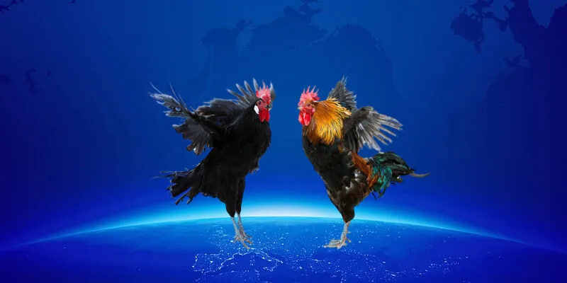 Quy trình tham gia Đá gà trực tiếp tại nhà cái 88ee